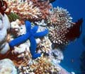 Sprachreisen Australien