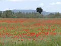 Language Schools Tuscany