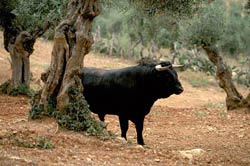 Spanish Courses in Spain