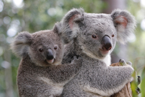 Englisch lernen in Australien