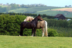 Englisch lernen in Sussex, England