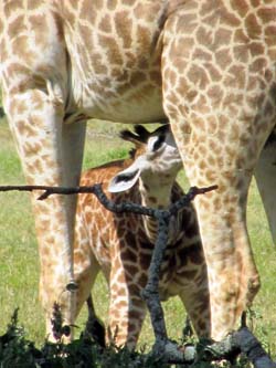 Safari Tansania